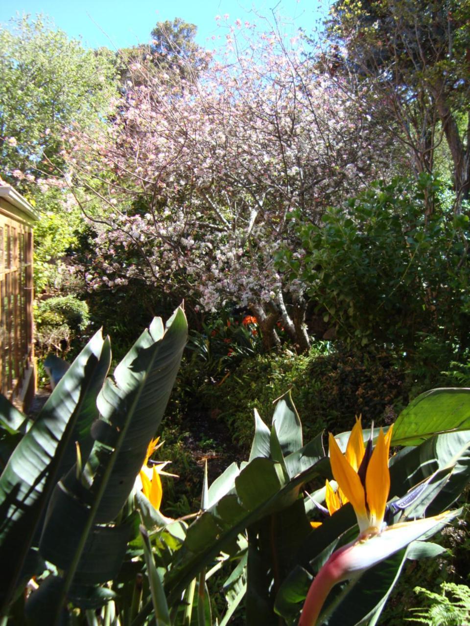 Cap Serein Guest House Cape Town Dış mekan fotoğraf